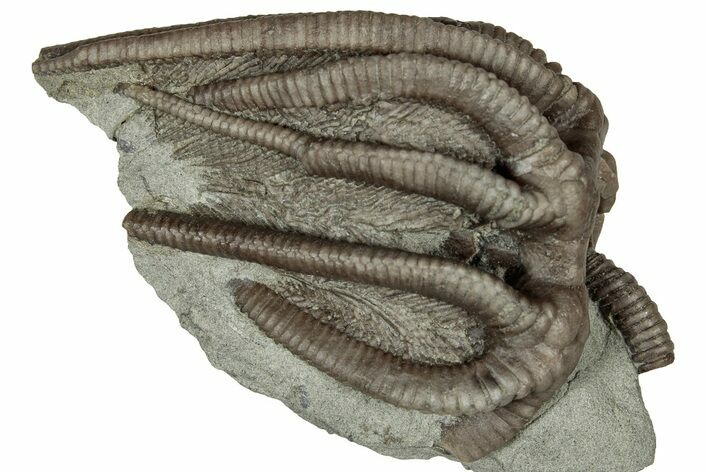 Fossil Crinoid (Agaricocrinus) - Crawfordsville, Indiana #359190